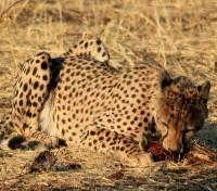 Cheetah in Etosha